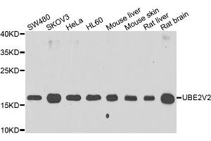 Western blot analysis of extracts of various cell lines, using UBE2V2 antibody. (UBE2V2 anticorps)