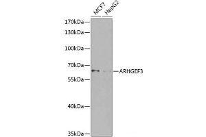 Western blot analysis of extracts of various cell lines using ARHGEF3 Polyclonal Antibody at dilution of 1:1000. (ARHGEF3 anticorps)