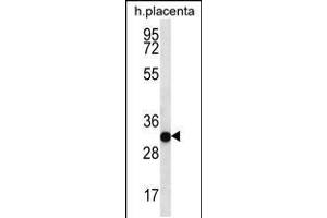 Western blot analysis in human placenta tissue lysates (35ug/lane). (COPS7A anticorps  (C-Term))