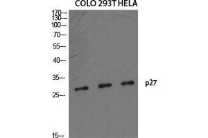 Western Blot (WB) analysis of specific cells using p27 Polyclonal Antibody.