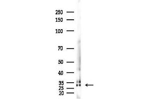 Western blot analysis of lysates from Hela cells(heat-shock,45 min treatment), using Histone H1.