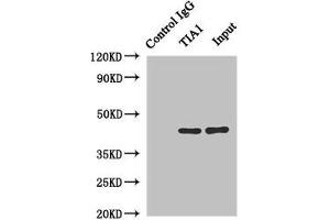 Immunoprecipitating TIA1 in Hela whole cell lysate Lane 1: Rabbit control IgG instead of (1 μg) instead of ABIN7161993 in Hela whole cell lysate. (TIA1 anticorps  (AA 1-193))