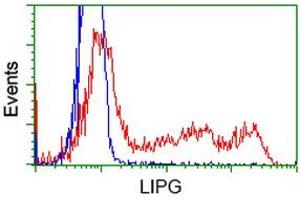 Image no. 8 for anti-Lipase, Endothelial (LIPG) antibody (ABIN1499163) (LIPG anticorps)