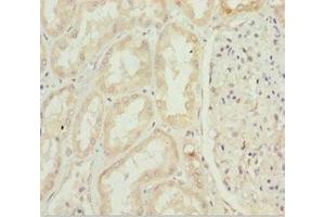 Immunohistochemistry of paraffin-embedded human kidney tissue using ABIN7156315 at dilution of 1:100