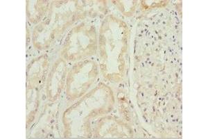Immunohistochemistry of paraffin-embedded human kidney tissue using ABIN7156315 at dilution of 1:100 (INPP5K anticorps  (AA 149-448))