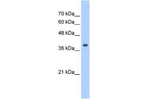 WB Suggested Anti-EIF3M Antibody Titration:  1. (Eukaryotic Translation Initiation Factor 3, Subunit M (EIF3M) (N-Term) anticorps)