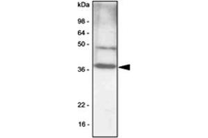 Western blot analysis of NIH/3T3 cell lysates (30 ug) were resolved by SDS - PAGE , transferred to PVDF membrane and probed with CEBPB monoclonal antibody , clone 47A1 (1 : 1000) . (CEBPB anticorps  (AA 1-271))