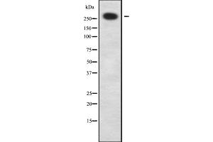 Western blot analysis of ZNF462 using HeLa whole cell lysates (ZNF462 anticorps)