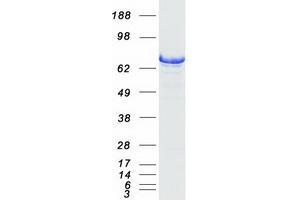 Validation with Western Blot