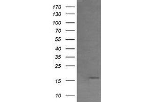Image no. 3 for anti-Growth Arrest and DNA-Damage-Inducible, gamma (GADD45G) antibody (ABIN1497603)