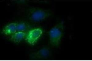 Image no. 4 for anti-Cytochrome C Oxidase Subunit VIc (COX6C) antibody (ABIN1497586)