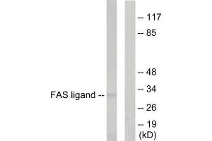 Western Blotting (WB) image for anti-Fas Ligand (TNF Superfamily, Member 6) (FASL) (Internal Region) antibody (ABIN1848536) (FASL anticorps  (Internal Region))