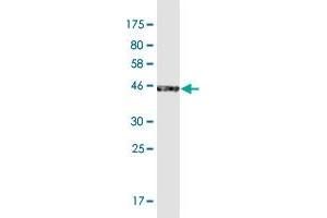 Western Blot detection against Immunogen (44. (ERICH2 anticorps  (AA 1-156))