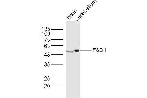 Lane 1: Mouse Brain lysates Lane 2: Mouse Cerebellum lysates probed with FSD1 Polyclonal Antibody, Unconjugated  at 1:300 dilution and 4˚C overnight incubation.