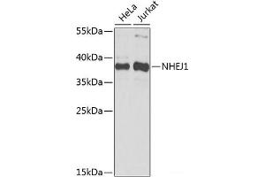 Western blot analysis of extracts of various cell lines using NHEJ1 Polyclonal Antibody at dilution of 1:1000. (NHEJ1 anticorps)