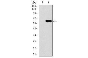 Image no. 3 for anti-Calcium/calmodulin-Dependent Protein Kinase IV (CAMK4) antibody (ABIN1491438) (CAMK4 anticorps)