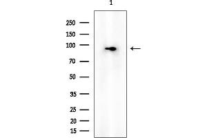 anti-Slingshot Homolog 3 (SSH3) (N-Term) antibody
