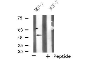 Western blot analysis of extracts from MCF-7 cells, using KCNG3 antibody. (KCNG3 anticorps  (Internal Region))