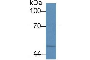 Rabbit Detection antibody from the kit in WB with Positive Control: Sample Human HL60 cell lysate. (Calreticulin Kit ELISA)