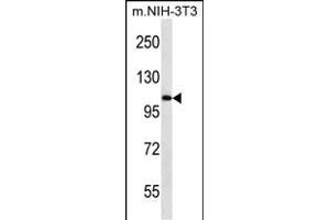 Elongin A Antibody (ABIN650667 and ABIN2838208) western blot analysis in mouse NIH-3T3 cell line lysates (35 μg/lane). (TCEB3 anticorps  (N-Term))