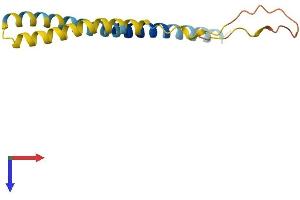 AlphaFold protein structure predicition of Mouse Recombinant Ifitm5 Protein, UniprotID O88728