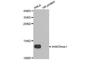 Western blot analysis of extracts of various cell lines, using MonoMethyl-Histone H4-K20 antibody. (Histone H4 anticorps  (meLys20))