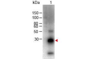 Western Blot of Goat anti-F(ab')2 Rabbit IgG F(c) Antibody Biotin Conjugated Lane 1: Rabbit Fc Load: 100 ng per lane Primary antibody: F(ab')2 Rabbit IgG F(c) Antibody Biotin Conjugated at 1:1000 for overnight at 4°C Secondary antibody: HRP Streptavidin at 1:40,000 for 30 min at RT Block: ABIN925618 for 30 min RT Predicted/Observed size: 28 kDa, 28 kDa
