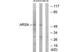 Western blot analysis of extracts from Jurkat/COLO cells, using ARSA Antibody. (Arylsulfatase A anticorps  (AA 251-300))