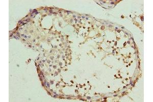Immunohistochemistry of paraffin-embedded human testis tissue using ABIN7146467 at dilution of 1:100 (Calmegin anticorps  (AA 200-400))