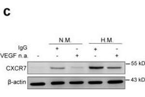 Skeletal muscle cells-secreted VEGF promotes the upregulation of CXCR7 in MSCs.