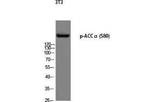 Western Blot (WB) analysis of 3T3 using p-ACCalpha (S80) antibody. (Acetyl-CoA Carboxylase alpha anticorps  (pSer80))