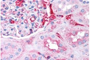 Human Kidney (formalin-fixed, paraffin-embedded) stained with Fibrinogen antibody ABIN291462 at 2. (Fibrinogen anticorps)