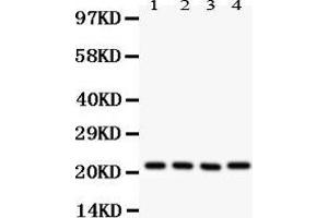 Anti- ATP5H Picoband antibody, Western blotting All lanes: Anti ATP5H  at 0.