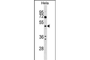 ALG2 Antibody (Center) (ABIN1538197 and ABIN2848872) western blot analysis in Hela cell line lysates (35 μg/lane). (ALG2 anticorps  (AA 254-282))