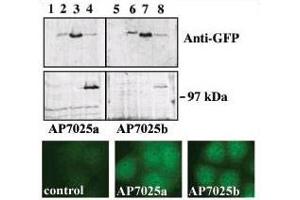 western blot analysis of GFP fusion protein expression in Panc-1 cells by using an anti-GFP antibody. (PRKD3 anticorps  (C-Term))