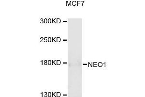 Western blot analysis of extracts of MCF-7 cells, using NEO1 antibody (ABIN5996412) at 1/1000 dilution. (NEO1 anticorps)