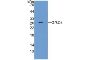 Detection of Recombinant CLU, Porcine using Polyclonal Antibody to Clusterin (CLU)