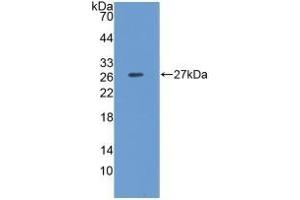 Detection of Recombinant CLU, Porcine using Polyclonal Antibody to Clusterin (CLU) (Clusterin anticorps  (AA 229-446))