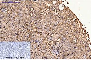 Immunohistochemical analysis of paraffin-embedded rat kidney tissue. (CDX2 anticorps)