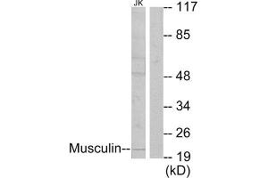 Western Blotting (WB) image for anti-Musculin (MSC) (C-Term) antibody (ABIN1849010) (Musculin anticorps  (C-Term))