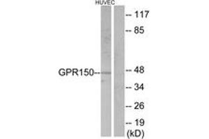Western blot analysis of extracts from HuvEc cells, using GPR150 Antibody. (GPR150 anticorps  (AA 361-410))