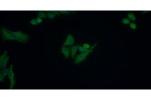 Detection of APOB in Human HepG2 cell using Monoclonal Antibody to Apolipoprotein B (APOB)