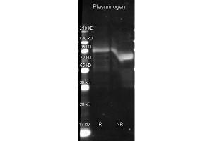 Goat anti Plasminogen antibody ( was used to detect Plasminogen under reducing (R) and non-reducing (NR) conditions. (PLG anticorps  (Biotin))