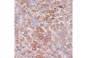 Immunohistochemistry of paraffin-embedded rat liver using Hemopexin (HPX) (HPX) Rabbit mAb (ABIN7267611) at dilution of 1:100 (40x lens). (Hemopexin anticorps)