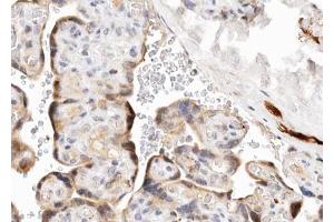 ABIN6268777 at 1/100 staining human Placenta tissue sections by IHC-P. (Aromatase anticorps  (Internal Region))