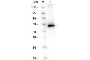 Western Blot of AKT1 Human Recombinant Protein. (AKT1 Protéine)