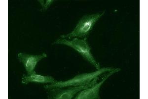 Immunocytochemistry/Immunofluorescence analysis using Rat Anti-Aha1 Monoclonal Antibody, Clone 25F2. (AHSA1 anticorps  (PE))