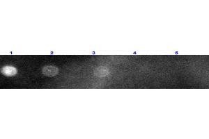 Dot Blot (DB) image for Goat anti-Rabbit IgG (Heavy & Light Chain) antibody (TRITC) - Preadsorbed (ABIN965368)