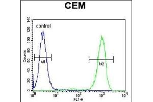 GB Antibody (N-term) (ABIN655821 and ABIN2845245) flow cytometric analysis of CEM cells (right histogram) compared to a negative control cell (left histogram). (GPM6B anticorps  (N-Term))