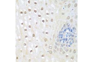 Immunohistochemistry of paraffin-embedded human esophagus using NEDD8 antibody. (NEDD8 anticorps  (AA 1-81))